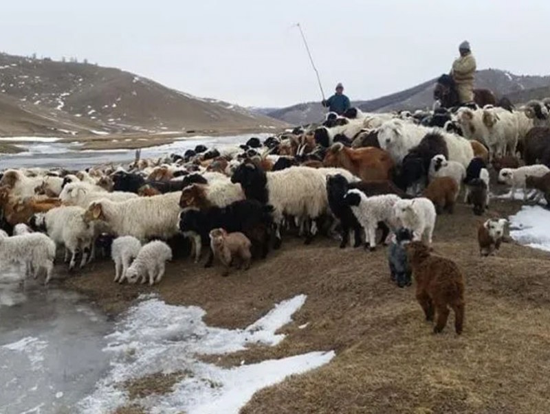 Туслах малчдын түүвэр судалгаанд дөрвөн аймаг хамрагджээ