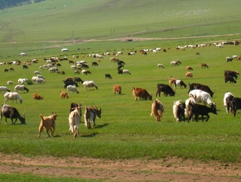 Хөдөө аж ахуйн ээлжит тооллого маргааш орон даяар эхэлнэ