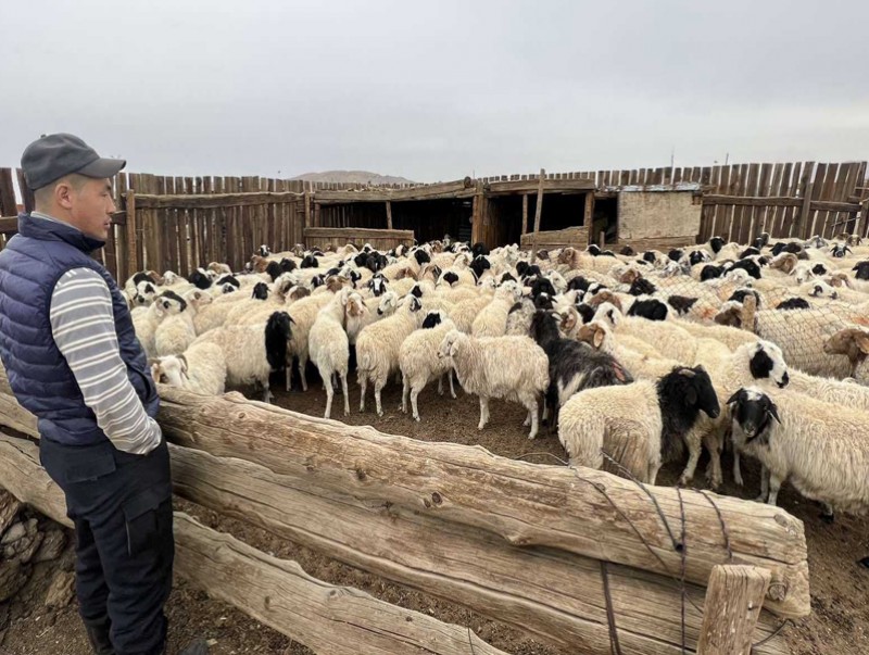 Малчид биржээр дамжуулан малаа үйлдвэрт арилжаалж эхэллээ