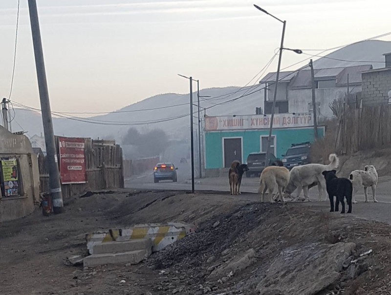 Зайсан, Арцат, Нүхт, Жаргалант, Түргэний амуудад зэрлэгшсэн нохой барих, үргээх ажил хийгдэнэ
