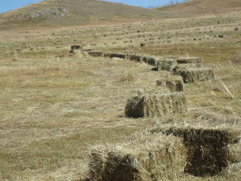 Малчдын түвшинд өвс, тэжээл бэлтгэл 84.5 хувьтай гарлаа