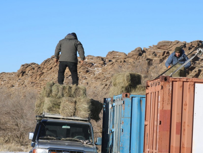 Зэрлэг уулын туруутан амьтдад зориулан 100 боодол өвс тараан байршууллаа