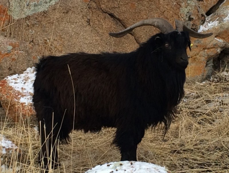 Цагаан-Овоо суманд "Нутгийн хар ямааны омог"-ийг батлуулахаар судалгаа хийжээ