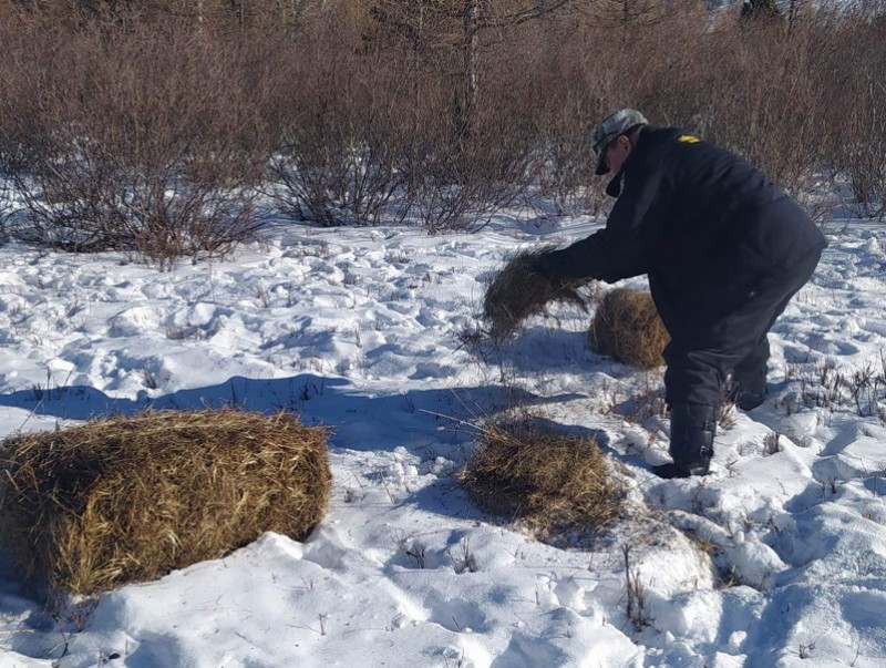 Зэрлэг амьтны бэлчээр нутагт өвс, хужир тавилаа
