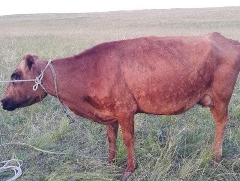 Өнгөрсөн онд мал, амьтны 20 гаруй төрлийн халдварт өвчин бүртгэгджээ