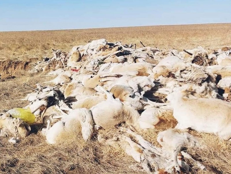 Дорнод аймагт үүссэн нөхцөл байдалтай холбогдуулан Засгийн газрын ажлын хэсэг байгуулагдлаа