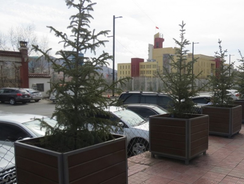 Агаарын бохирдол модны ургах чадварт сөрөг нөлөөлж эхэлжээ