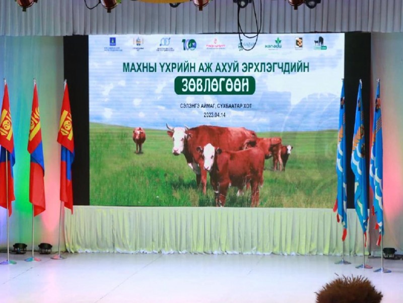 ХХААХҮЯ: Махны үхрийн аж ахуй эрхлэгчид туршлага судалж байна