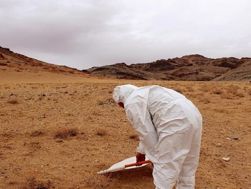 Хачигт халдварын байгалийн голомтын тандалт судалгаа хийж байна