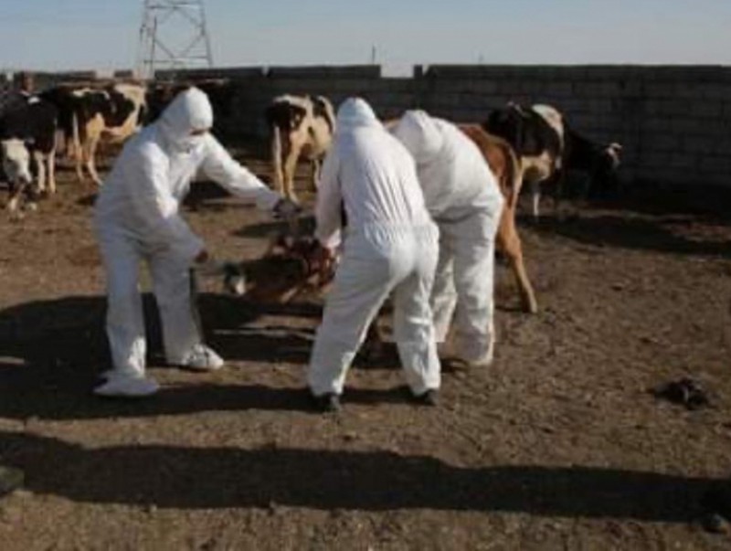 Үхрийн арьс товруутах өвчний дархлаажуулалт 90 хувьтай байна