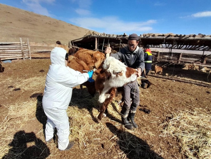 Сэлэнгэ аймгийн мал эмнэлгийн газарт ажиллалаа