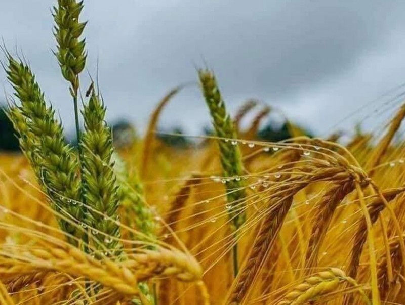 ХХААХҮЯ: Тариалангийн салбарын сэргэлт Монгол Улсын хөгжлийг тэлэхэд хөшүүрэг болно