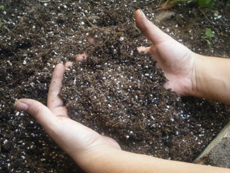 Тариалангийн талбайг бордохдоо дутуу ялзарсан бууц ашиглаж болохгүй