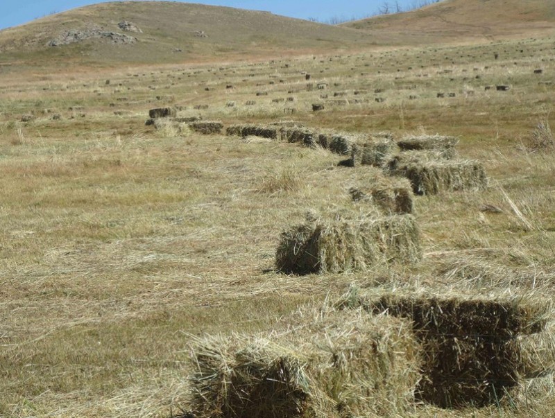 Аймаг, сумын аюулгүйн нөөцөд өвс, тэжээл бэлтгэх ажил 30 гаруй хувьтай байна