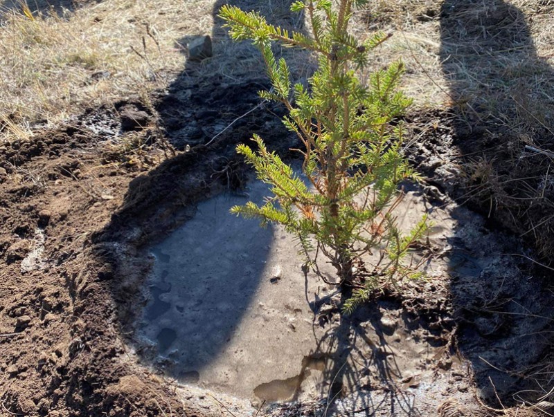 "Залуу ой" төслийн хүрээнд 3500 гаруй мод тарьж, ургуулжээ