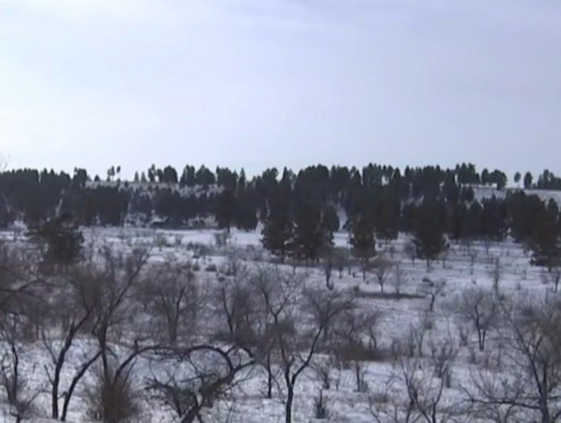 Сэлэнгэ аймаг "Тэрбум мод" үндэсний хөдөлгөөний хүрээнд доройтсон ойн сангаа нөхөн сэргээнэ
