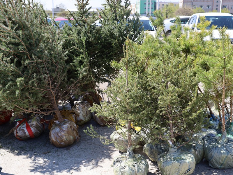 Өнгөрсөн онд Дархан-Уул аймгийн хэмжээнд 2.7 сая ширхэг суулгац ургуулжээ