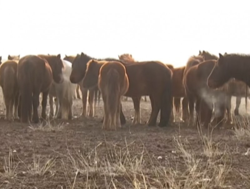 Адууны ям өвчин амьсгалын замаар хүнд халдварлах эрсдэлтэй