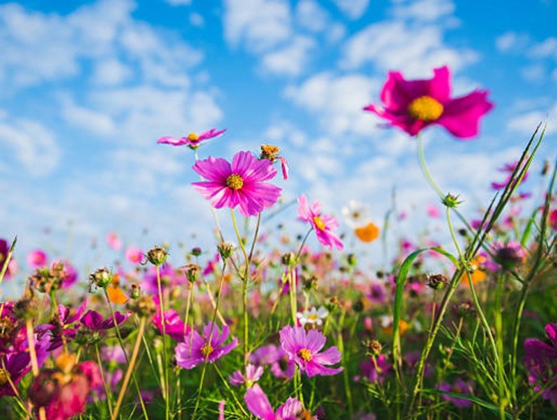 Баяр наадмын өдрүүдэд цаг агаар ямар байх вэ