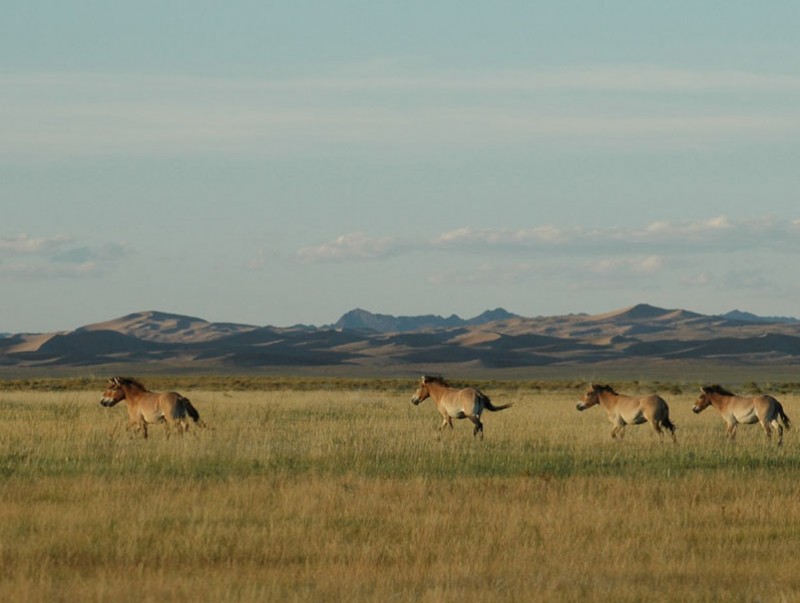 Хомын талын өвөрмөгц тогтоц нь зарим амьтны сүүлчийн аюулгүй таатай амьдрах орчин нь болсон