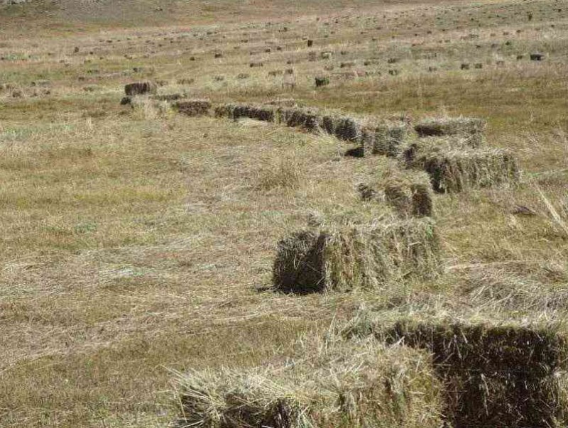 Архангай аймаг 1500 тонн өвс, 500 тонн тэжээл бэлтгэнэ