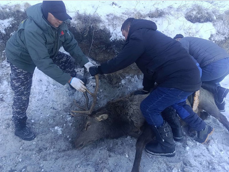 Төмөр хайсанд орооцолдсон бугыг суллан байгальд тавив