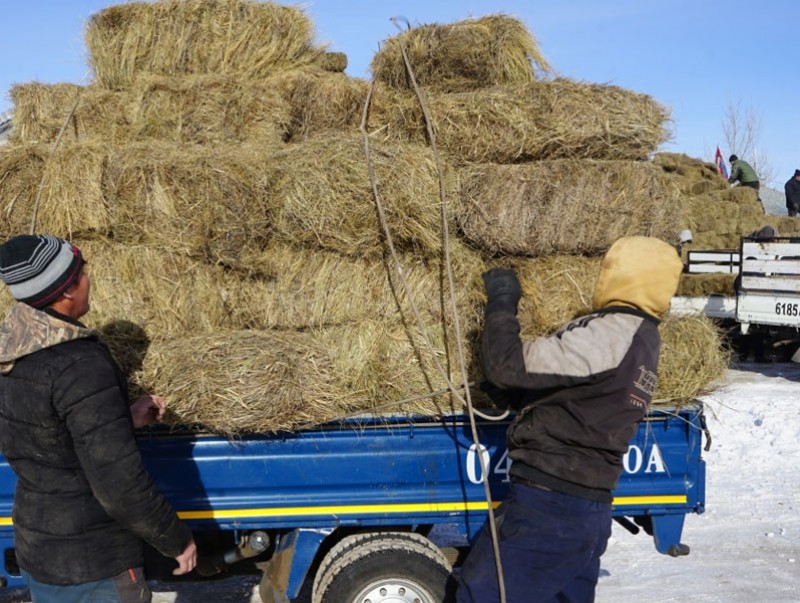 Өвөлжилт хүндэрсэн сумдад хямдралтай үнээр өвс, тэжээл олгосон байна