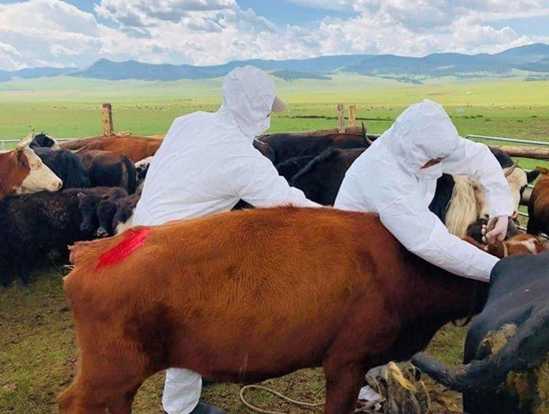 Шүлхийн голомтыг бүрэн хяналтад авч, хариу арга хэмжээг зохион байгуулж байна