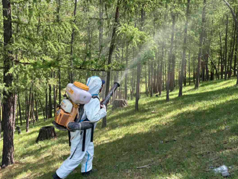 Хөвсгөл аймгийн Түнэл суманд ойн хөнөөлт шавжтай тэмцэх ажил үргэлжилж байна