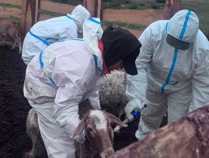 Дархан аймгийн хэмжээнд 131,598 толгой малд шүлхий өвчний вакцинжуулалт хийгдэнэ