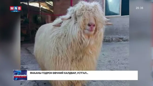 Ямааны годрон өвчний халдвар, устгал...