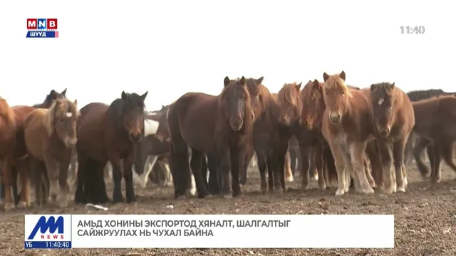 Он гарснаас хойш 31 мянга гаруй толгой амьд хонь экспортолжээ
