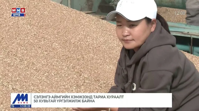 Сэлэнгэ аймгийн хэмжээнд тариа хураалт 50 хувьтай үргэлжилж байна